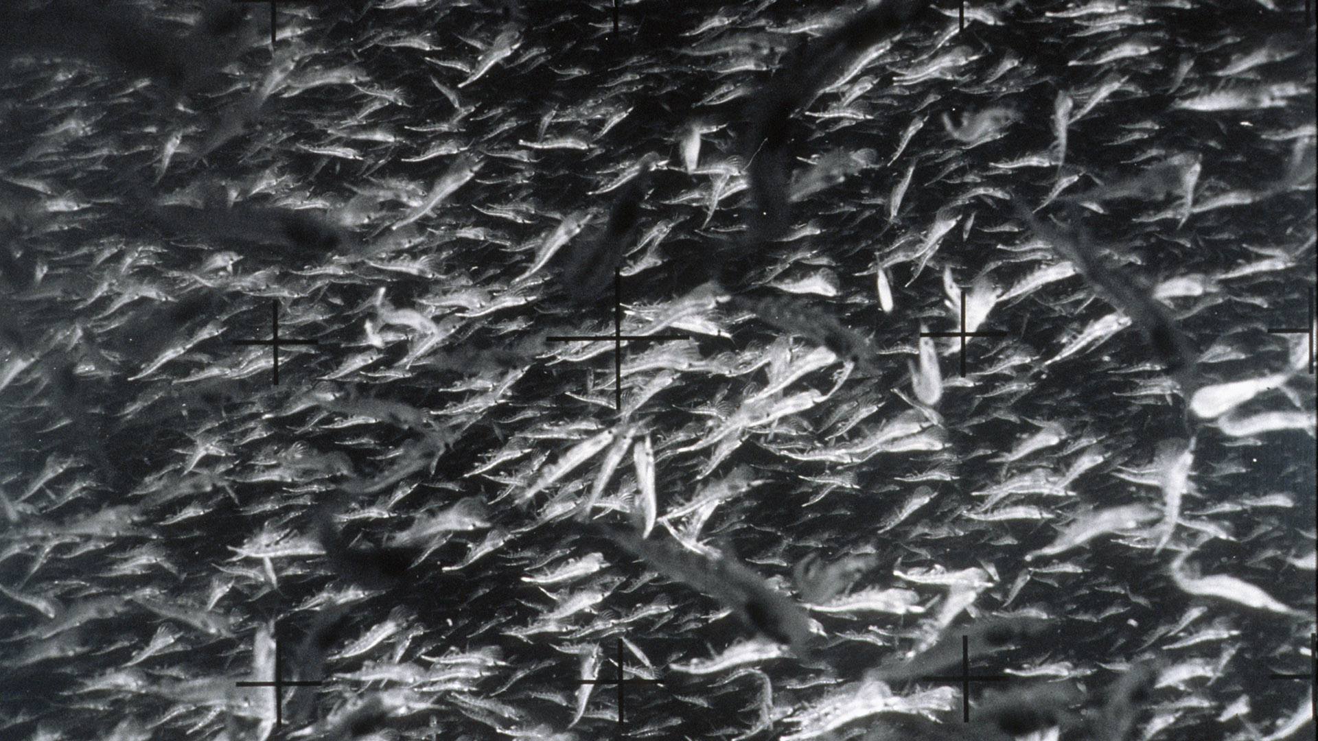 Krill swarm captured in a net-cam during a marine cruise in Antarctica