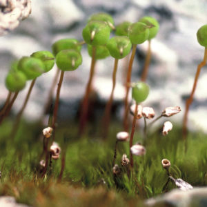 A close up of a flower.