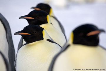 A bird sitting on top of a penguin.