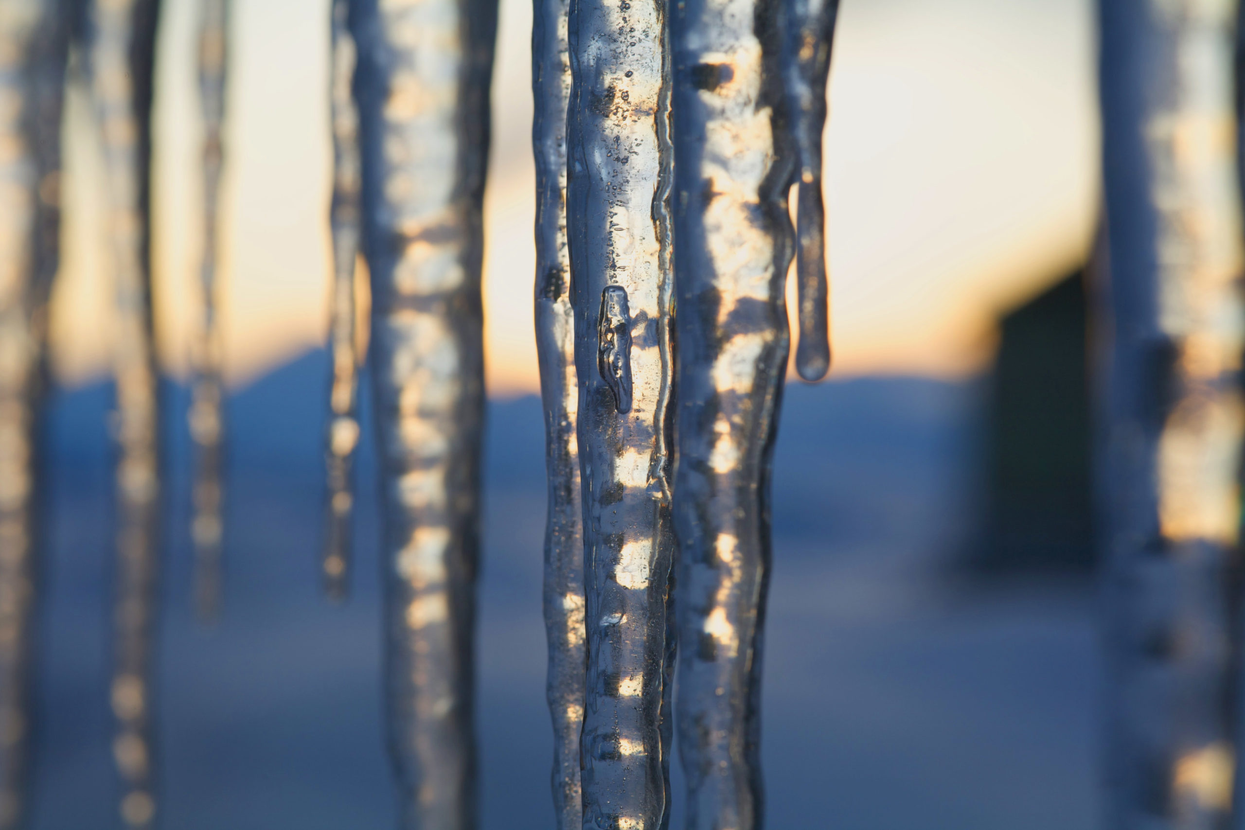 A close up of a plant.