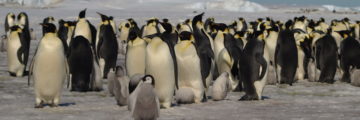 Emperor penguins