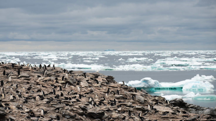 A rocky beach next to the ocean with lots of chinstrap penguins