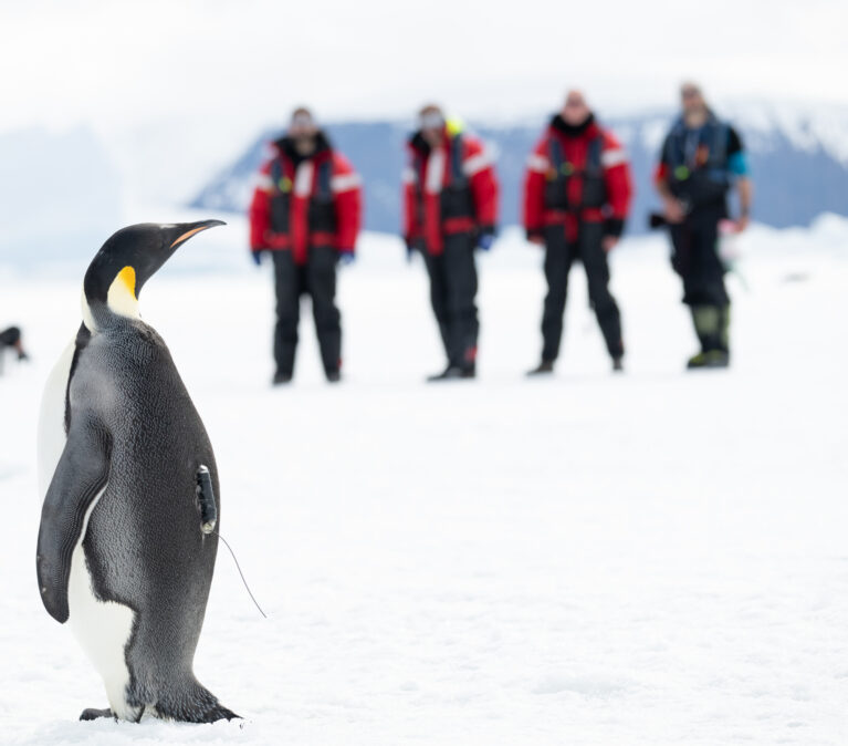 A penguin in the snow. Four people are stood in the background watching