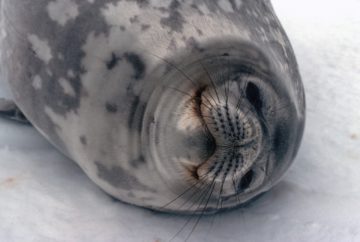 A close up of a seal.