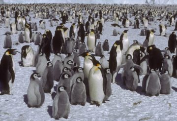 A penguin standing in front of a crowd.