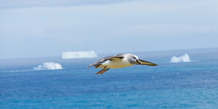 A grey headed albatross in flight over the Southern Ocean