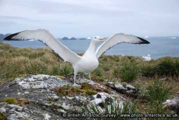 A bird standing next to a body of water.