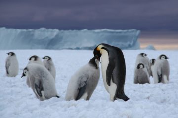A group of emperor penguin chicks with an adult on sea ice