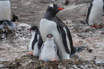A flock of birds sitting on top of a penguin.