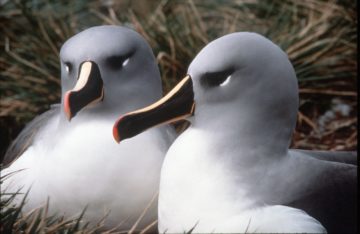A close up of two birds