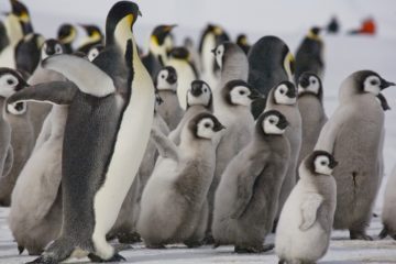 A flock of penguins
