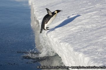 A bird flying over a body of water.