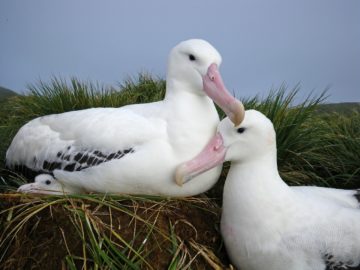 A close up of a bird.