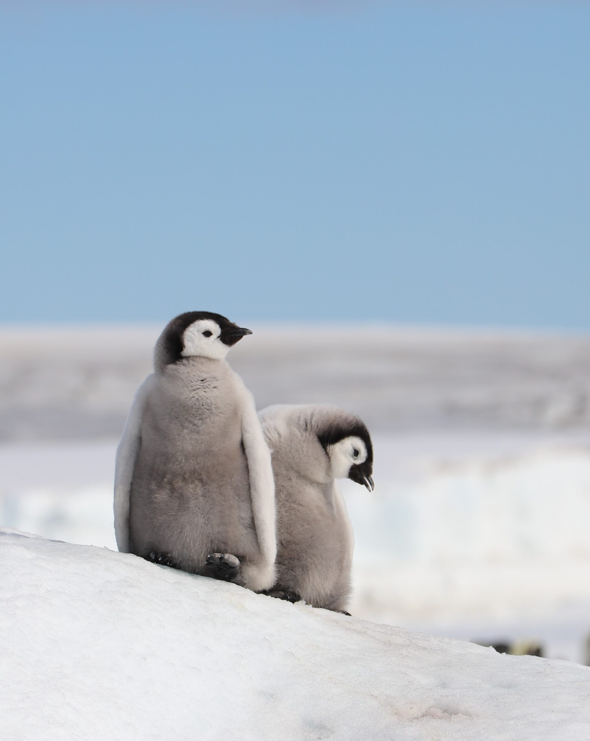 A penguin standing on a beach
