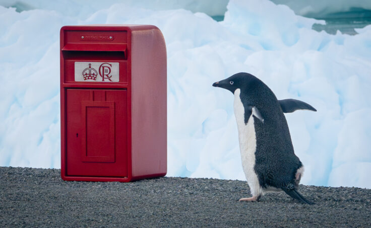 A penguin standing in front of a blue wall
