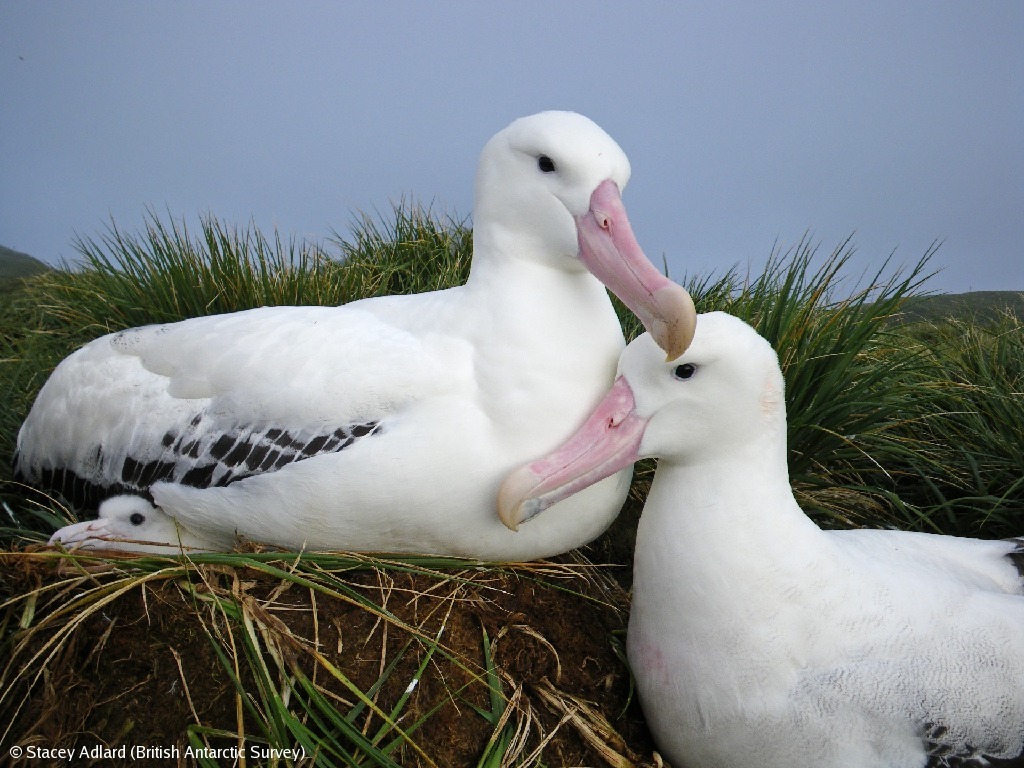A close up of a bird.