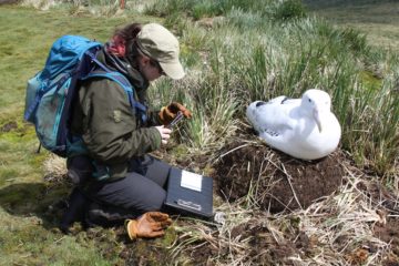 Alex-Dodds-Albatross-ZFA-2019-21-Ana-Carneiro