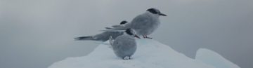 A flock of seagulls standing next to a body of water.