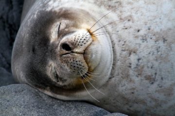 A close up of a seal.