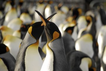 A close up of a penguin