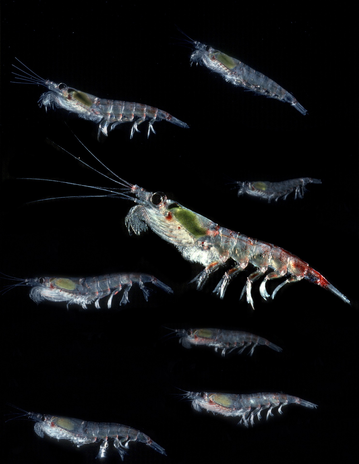 A close up of Antarctic Krill.