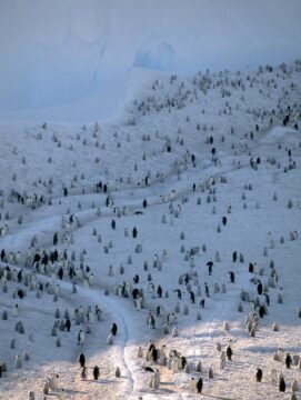 An emperor penguin colony on sea ice