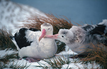 A flock of seagulls standing next to a body of water.