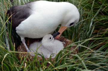 Black-browed albatross with chick