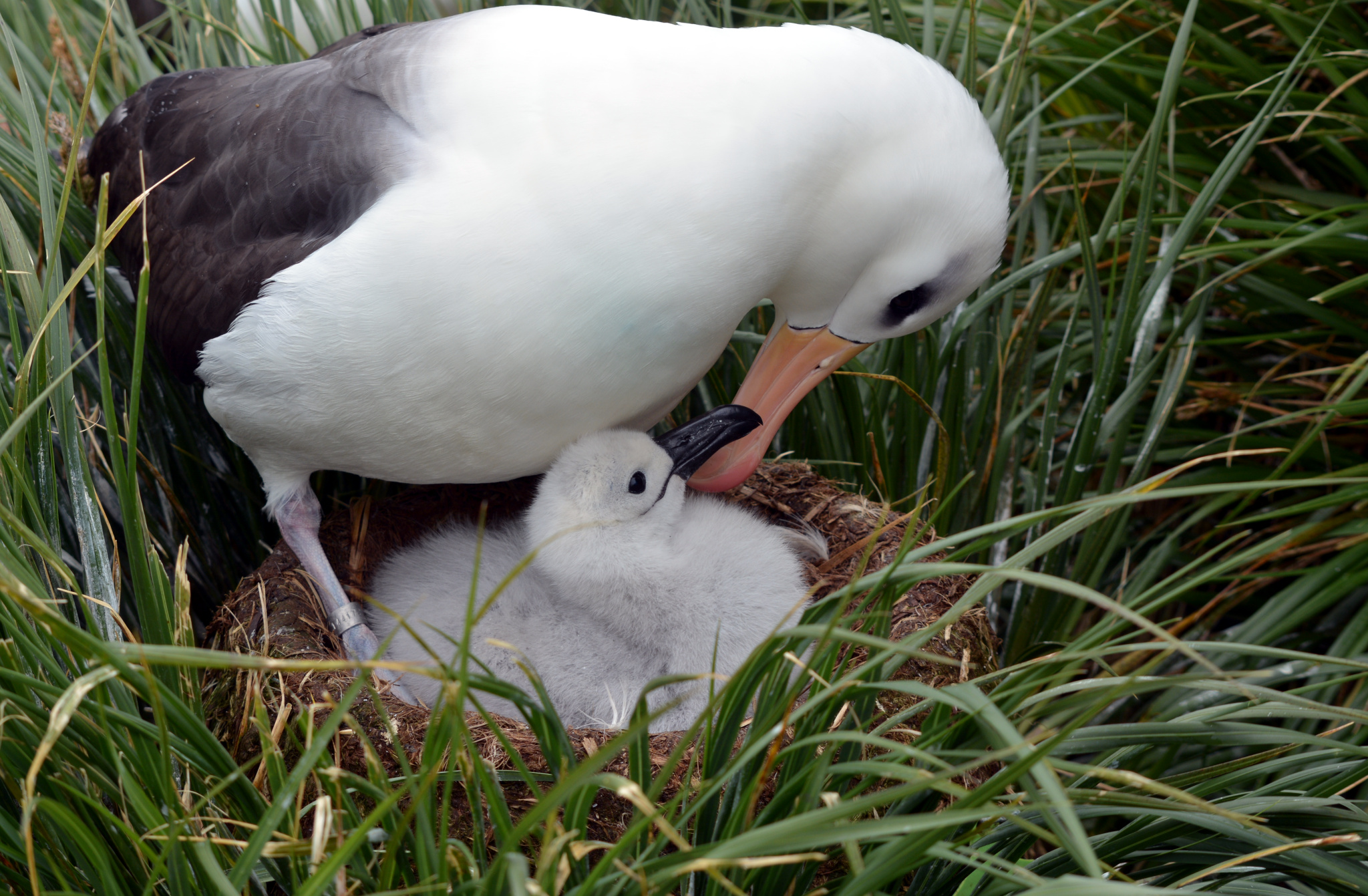 Black-browed albatross with chick