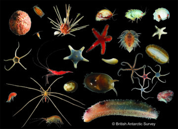 A collection of small marine creatures