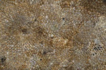 A close up of a fish.