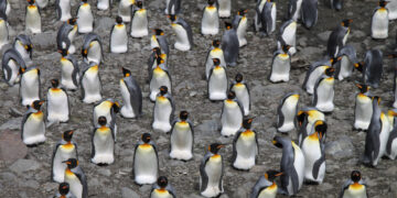 King penguin colony