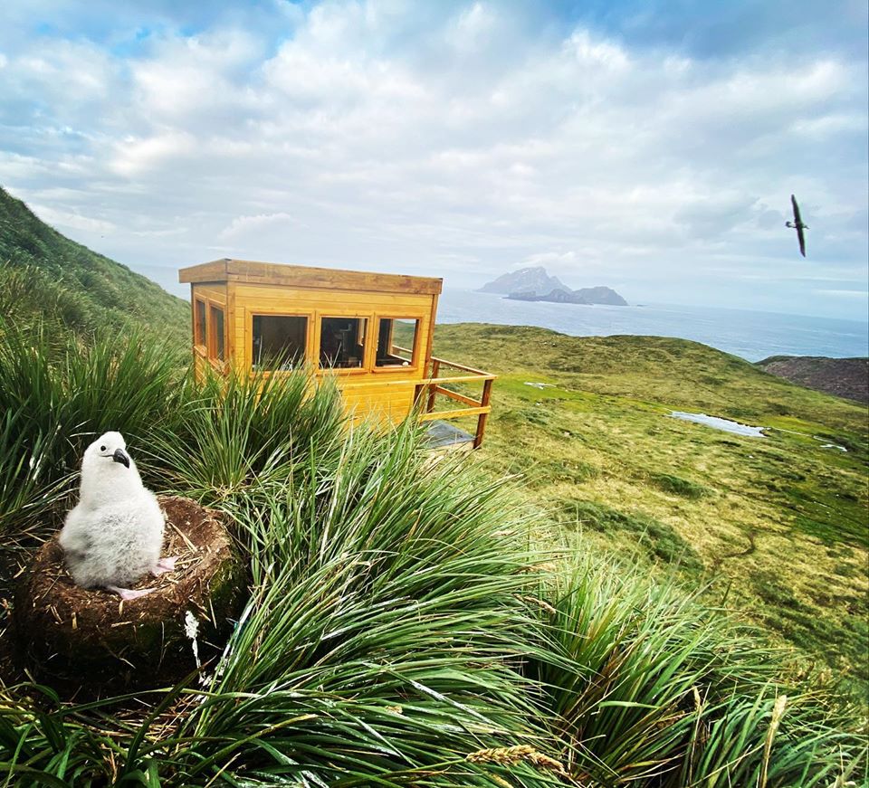 A bird sitting on top of a grass covered field near a observation hide.
