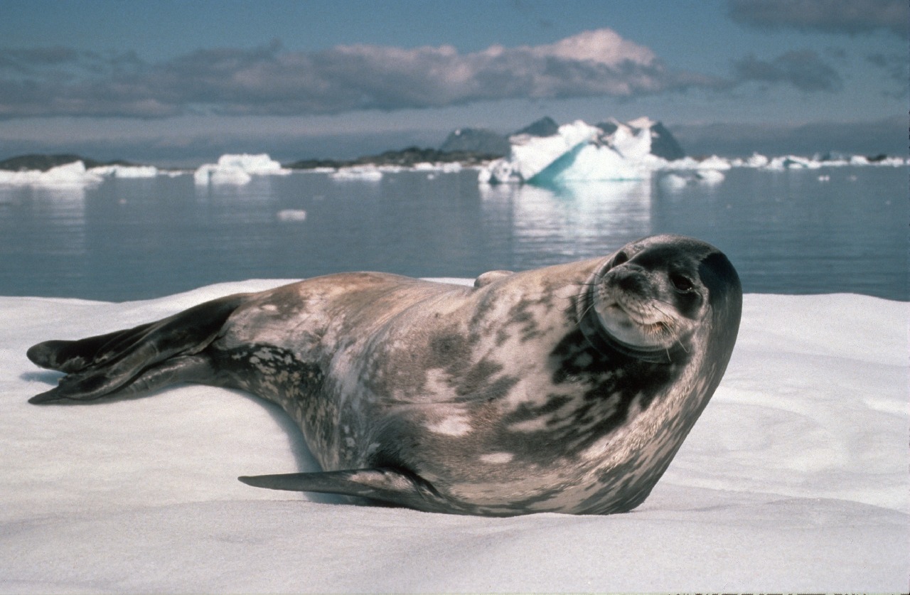 Weddell seal (Leptonychotes weddellii) looking up from the ice floe it is resting on