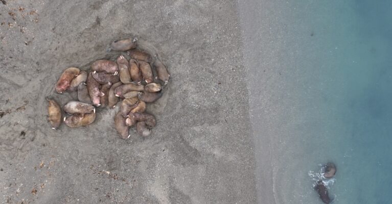 A haul out of walruses captured via satellite.
