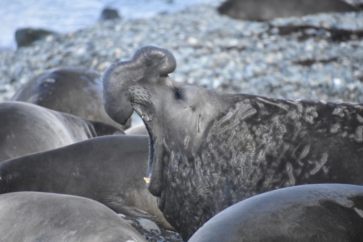 A close up of an animal