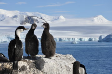 A flock of seagulls standing next to a body of water.