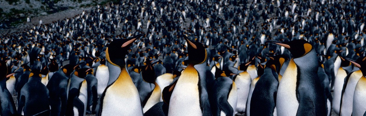 King penguins (Aptenodytes patagonicus) provide a real wildlife spectacle on the island of South Georgia, where 400,000 pairs breed. These birds were photographed at Royal Bay, South Georgia.