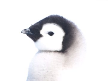A penguin chick