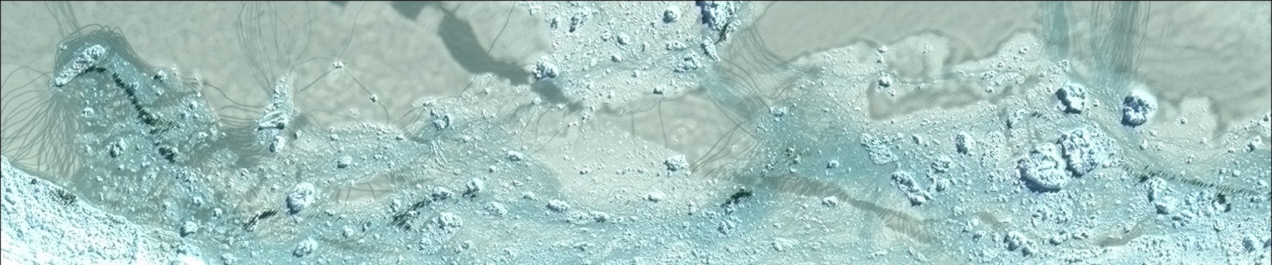 A fish swimming under water.