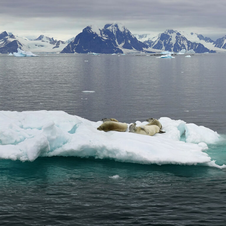 Seals on an iceberg