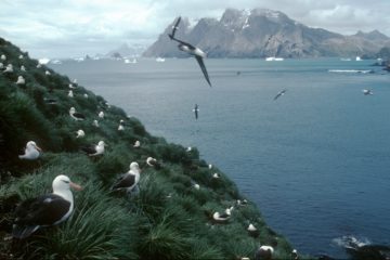 Black-browed Albatross colony (Thalassarche melanophrys) at Colony Q1 on Bird Island. Black-browed Albatrosses feed on Krill, fish and squid and tend to forage around the edge of the continental shelf of South Georgia.