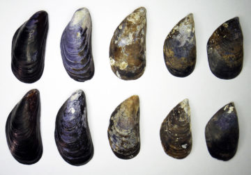 A bunch of different kinds of shells