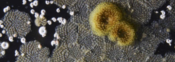 Antarctic bryozoans fighting for space
