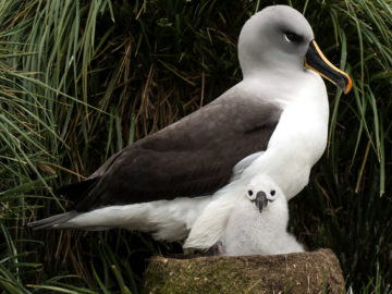 Grey-headed Albatross with chick