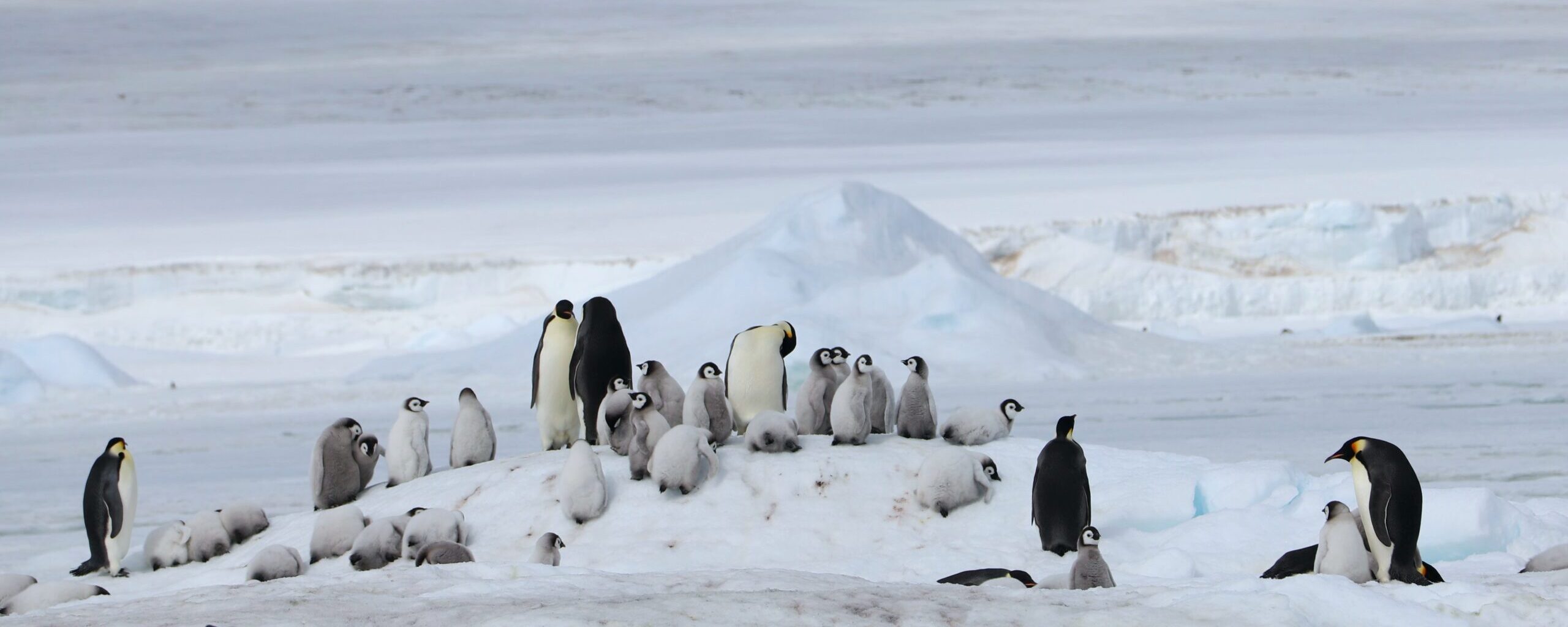 A penguin in the snow