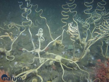 Seafloor fauna near South Georgia. Image taken by the MARUM ROV SQUID.