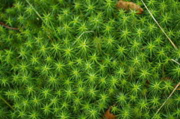 A close up of a green plant