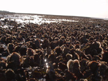 A beach covered in marine plants