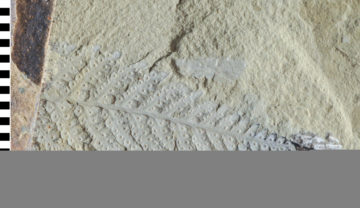 A fern fossil (Lophosoria cupulatus) from Snow Island. (Scale bar = 1 mm)